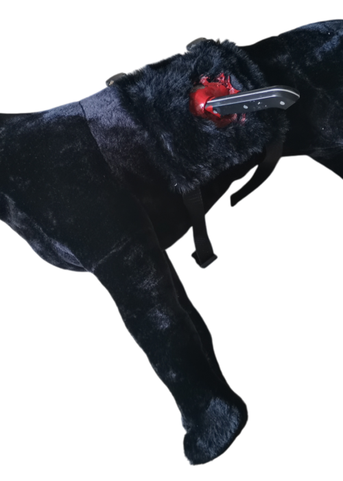 Labrador debout